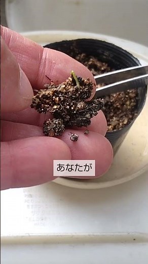 3/1【ミツバ】発芽 本当に気温が20℃ぐらいにならないと発芽しないので発芽しないのは低温が原因でした