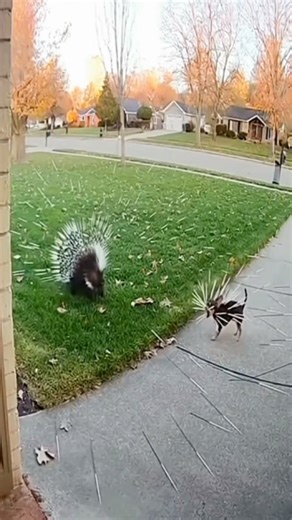 wildanimalnature42 on Instagram: "日本利用压电瓷砖将脚步转化为电能。这些瓷砖捕捉来自你脚步的动能。当你行走时,你的重量和动作会对瓷砖产生压力。瓷砖会轻微弯曲,从而产生机械应力。瓷砖内部的压电材料将这种应力转化为电能。每一步都会产生少量电荷,而数百万步结合在一起就能产生足够的电力来驱动LED灯、数字显示屏和传感器。在像涩谷车站这样繁忙的地方,每天大约有240万个脚步为这一系统作出贡献。这些电能可以被储存或立即使用,从而减少对传统电力来源的依赖,并支持可持续的城市基础设施。这种方法将日常运动转化为实用的可再生能源 #日本 #知识 #事实#你知道吗#推荐科技创新历史 技术实验热门音乐"