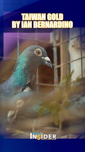 TAIWAN GOLD BY IAN BERNARDINO Disclaimer: No animals were harmed during the making of this video. Copyright ©️ 2025 Pigeon Insider. All Rights Reserved. #secretofpigeonracing #racingpigeons | Pigeon Insider