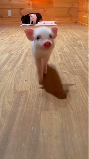 Baby Piglets Being Adorable! 😍🐖 | Cute Moments Compilation