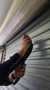 177K views · 2.4K reactions | Goanna in a Roller Door Nearly Bites Me! We arrived at a home thinking we were catching a snake but it turned out to be a goanna inside the roller door. Let's just say things got a little sketchy! ***To use this video in a commercial player or in broadcasts, please contact licensing@storyful.com*** | Sunshine Coast Snake Catchers 24/7 | Facebook