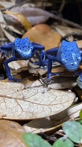 3.1K views · 10K reactions | This frog may look harmless… but it’s a hidden beast! Lurking silently in the mud, its power will shock you! Discover the most dangerous frogs you never knew existed. Follow @ZiranScience for more mind-blowing science facts! #DeadlyFrog #HiddenPredator #ZiranScience #ScienceReel #DangerousAnimals #NatureIsWild | Ziran Science | Facebook