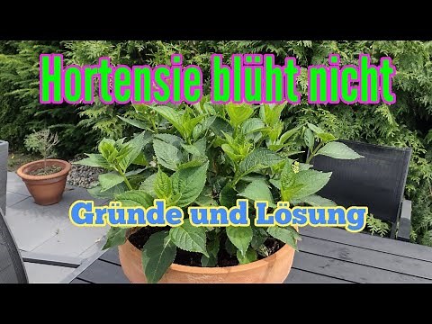 Hortensie blüht nicht was tun um die Blütenbildung von Hortensien fördern