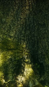 tree roots and sunshine in a green forest with moss