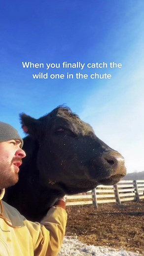 Wrangling Wild Cattle in the Chute