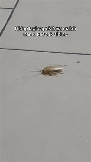 Cute Albino Cockroach: Price, Meaning, and More