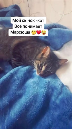 Annet👑❤️🌹 (@anneta___777) adlı kullanıcının mitya_bengalcat - Стёпа🐾Кузя🐾Вася ile oluşturduğu videoları