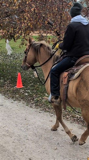 Moonlit Meadows Performance Horses, LLC on Reels | Facebook