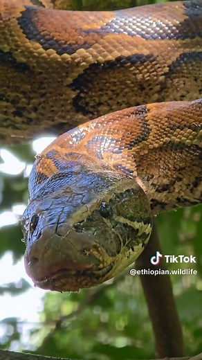African Rock Python: Size, Hunting, and Powerful Squeeze