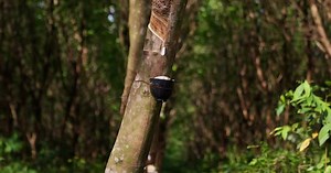 Rubber Tree On The Center