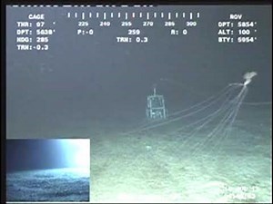 Bigfin Squid spotted in 2013 (magnapinna squid)