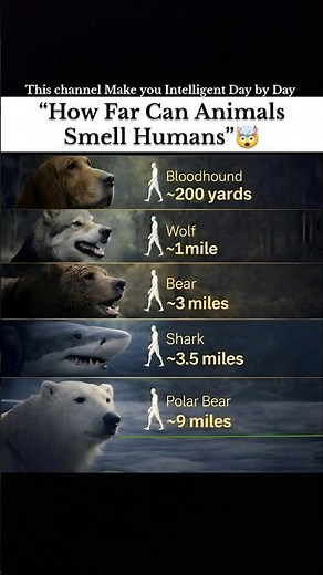 How far can animals Smell Humans #fyp #viral #liriklagu