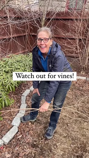 Watch out for vines! They can choke and kill your plants. Some are more damaging than others so identify what you have and take necessary action to avoid losing things unnecessarily. My goal is to empower as many people as possible to get out there and get their hands dirty. If you’re not already, follow along with my clients and my own continuing gardening journey. I’m in zone 6 in the Boston area but almost all of the principles I talk about are applicable to any garden.🌺#youcandoitgardening 
