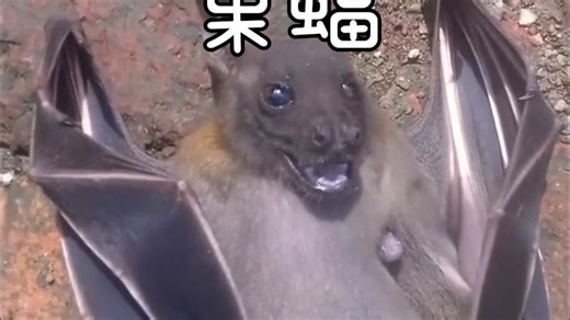 会飞的小狗，果蝠。