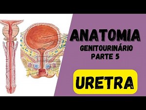 🔴👉 Anatomy of the Urethra - Genitourinary System