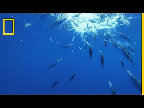 Découverte du poisson-lanterne