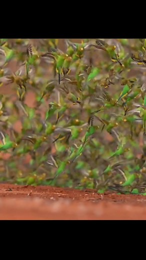A murmuration of budgies as they came into a waterhole at Wooleen Station, WA. Filmed by Shelley Pearson. #ausgeo#australianbudgies#birdslovers