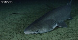 Endangered bramble shark found for first time off UAE coast  | The National