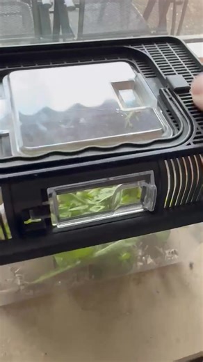 2K views · 36 reactions | Der Sievi als Erklärbär unterwegs 殺 #zwerg #chamäleon #jemenchamäleon #Futter #häuten | Jessymachtdasso | Facebook