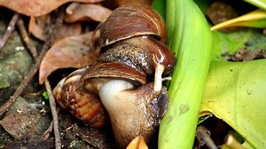 Zwei Schnecken paaren sich auf dem: Stockvideos & Filmmaterial (100 % lizenzfrei) 1097845661 | Shutterstock