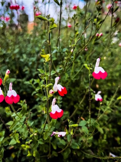 Salvia “Hot Lips” (Hot Lips Sage) This has become very popular around me here in Los Angeles. I now see it almost everywhere, but it was not that prevalent when we first planted ours. “Hot Lips” seems tolove our garden and climate, threatening to grow out of control without regular pruning. http://welchwrite.com/agn/2026/02/08/salvia-hot-lips-hot-lips-sage-photography/ Follow My Photos on Pixelfed: https://pixelfed.social/p/douglaswelch/926248792703547121 #sage #salvia #garden #gardening #flower