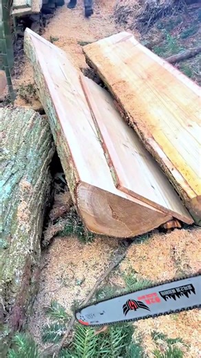 Old chainsaw slide tree e12