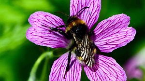 How to Plant a Bee Garden in 11 Easy Steps