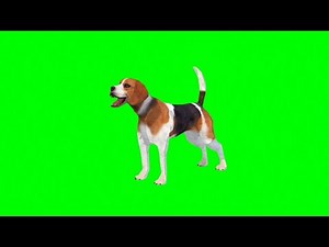 Dog Barking Green Screen Animation Effects overlay HD footage