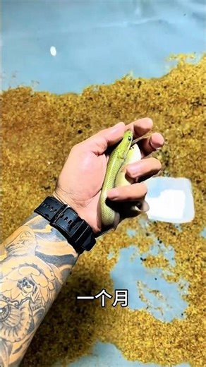 Arapaima vs baby Arapaima 🍉💀 #arapaima #aquarium #trending #shorts #viral #trending #aquarium