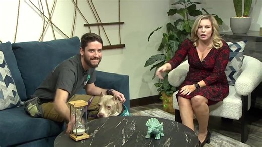 Timeless Tails: Meet Daisy who needs a forever home!