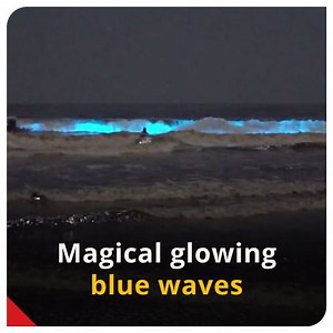 18K views · 87 reactions | Watch this amazing video of Sea Sparkles illuminating the sea! To read more about the phenomena, follow https://instagram.com/indiatoday #LearningNeverStops #SeaSparkle #Nature (Video: Louis Cole/Twitter) | India Today | Facebook