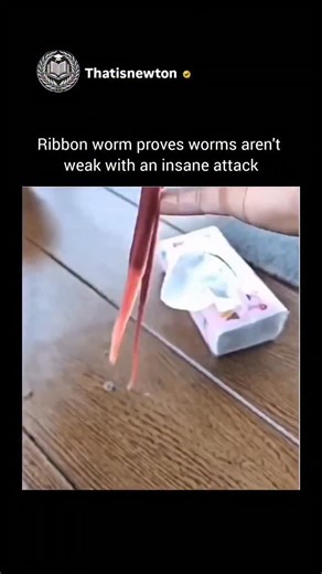 Thatisnewton on Instagram: "Follow (us) @thatisnewton for more such content!! A ribbon worm's hunting strategy is often described as a "secret attack" due to its unusual method of capturing prey. Using a retractable, tube-like organ known as a proboscis, the worm can swiftly strike without warning. In some species, this proboscis is tipped with a harpoon-like stylet capable of piercing its target and injecting paralyzing toxins along with digestive enzymes. This combination allows the ribbon wor