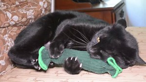 Cats are particular about their play toys but so far we haven't seen a cat that didn't love the tickle pickle. My cat LOVES it! Shop Now ▶http://po.st/ticklepickle | Kittentoob.com