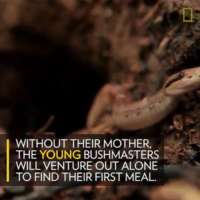 The bushmaster has a bite so venemous that humans only have a 25% chance of surviving one. | National Geographic