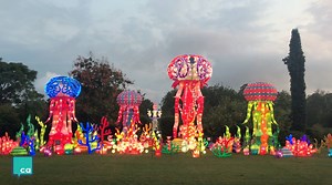 128K views · 1.4K reactions | The Chinese Lantern Festival opens today at Daniel Stowe Botanical Garden. The lanterns arrived from Zigong, China in late July and will be on display starting TODAY, September 7, through October 29. More than 800 life-size and larger-than-life lanterns illuminate the gardens — from a towering jellyfish display to a sprawling African migration with glowing lions, rhinos and giraffes. This is a must see. | Axios Charlotte | Facebook
