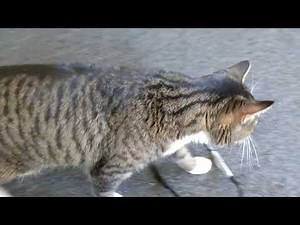 Subaru Legacy/Outback hatch wiring fix! (No tail lights, brake lights, wiper)