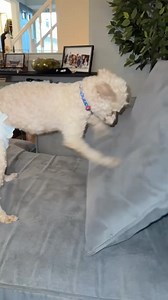 44 reactions | POV: Poppy heard Friday is only a day away! . ....