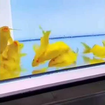 Synodontis Golden Nigrita Catfish @venusaquatics | Falcon Aquarium Services