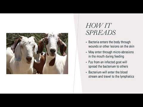 Caseous Lymphadenitis in Goats