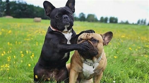 Why French Bulldogs Make the Best Family Pets