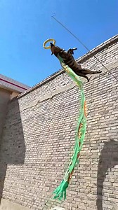 Watch this dog scale walls like a pro! 🏆🐕 | Lilyon DIY