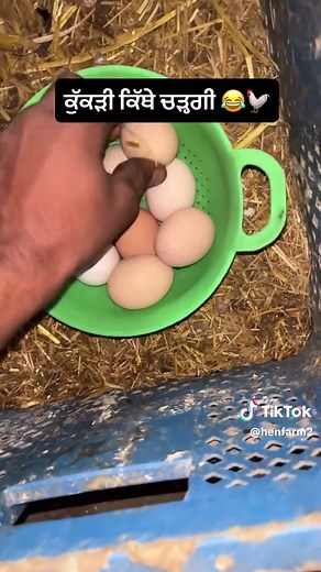 The Joy of Farm Life with Hens and Eggs