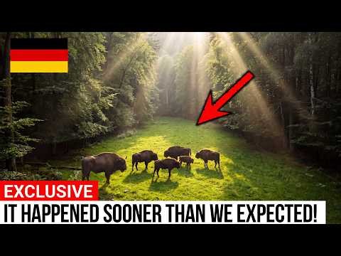 Germany Put 6 Bison Into a Dead Valley — What Grew Back in 10 Years Doesn't Look Real