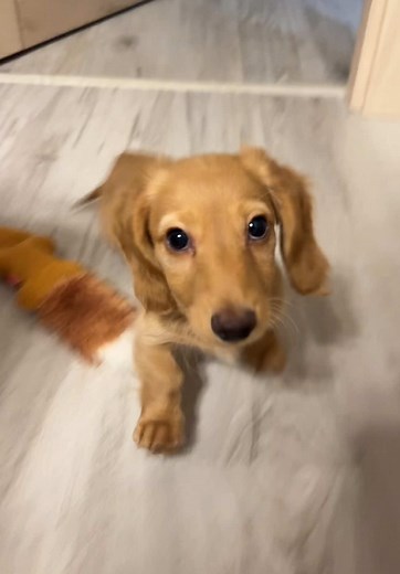 Cute Dachshund Puppies from Romania to Poland
