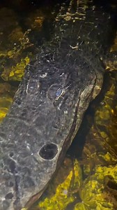 Part 1 Looking for a giant python in the Florida Everglades! #animals #youtubeshorts #viral #snake #wildlife | Yoink guy