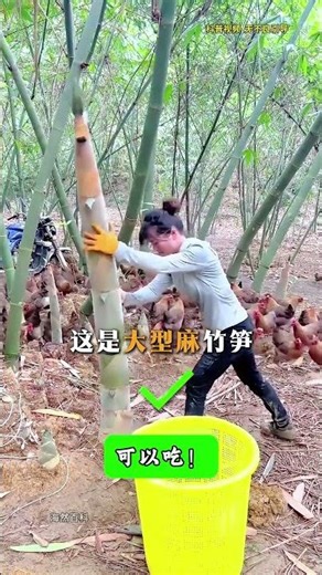 Bamboo Shoots Season: Your Ultimate Guide to Dishes and Varieties