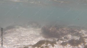 Kauai Hawaii Fish Breeds, Convict Tang, Strong Current on Coral Reef on Anini Beach