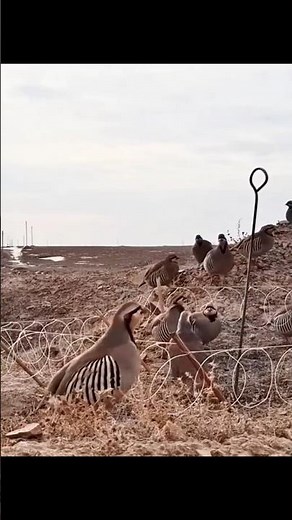 Unbelievable Bird Catching Technique You Must See! Ловушка для кеклика #Shorts