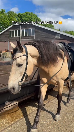 MD Equestrians on Instagram: "A few of our bitless bridles have the option to take off the noseband to switch it for a different one, different hackamore shanks or a bit! Super multifunctional. 🤩 #bitlessbridle #bitlooshoofdstel #horsebridle #horselife"