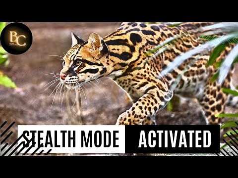 Ocelot | The Mini Jaguar That’s Impossible To Find!